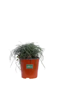 Mughetto Giapponese - Ophiopogon Japonicus v17 egarden.store online