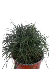 Mughetto Giapponese - Ophiopogon Japonicus v17 egarden.store online