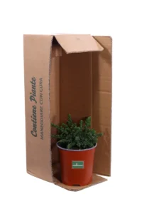 Prostanthera Cuneata v17 egarden.store online