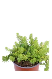 Sedum Reflexum Angelina v15 egarden.store online