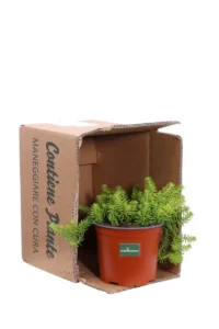 Sedum Reflexum Angelina v15 egarden.store online