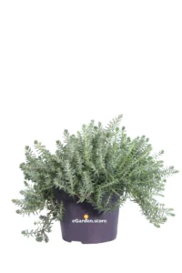 Sedum Reflexum Argenteum v13 egarden.store online