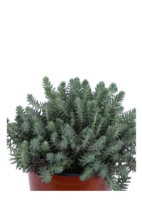 Sedum Reflexum Argenteum v15 egarden.store online