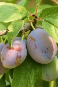 Susino October Sun v20 egarden.store online