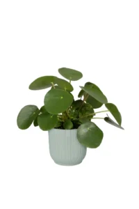 Vaso Vibes Fold Round Mini Green v9 egarden.store online