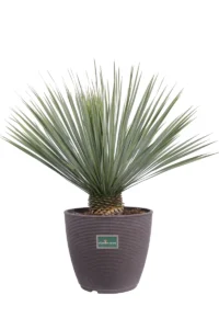 Yucca Rostrata v42 egarden.store 1 Yucca Rostrata v42 egarden.store online