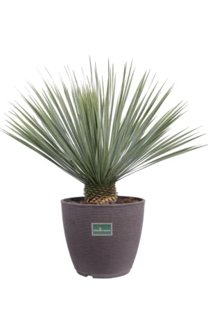 Yucca Rostrata v42 egarden.store online