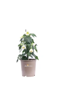 Abutilon Bianco v15 egarden.store online