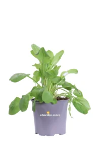 Acetosa - Rumex Acetosa v14 egarden.store online