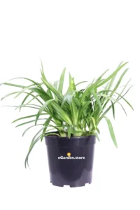 Agapanto - Agapanthus Africanus Ever White v24 egarden.store 1 Agapanto - Agapanthus Africanus Ever White v24 egarden.store online