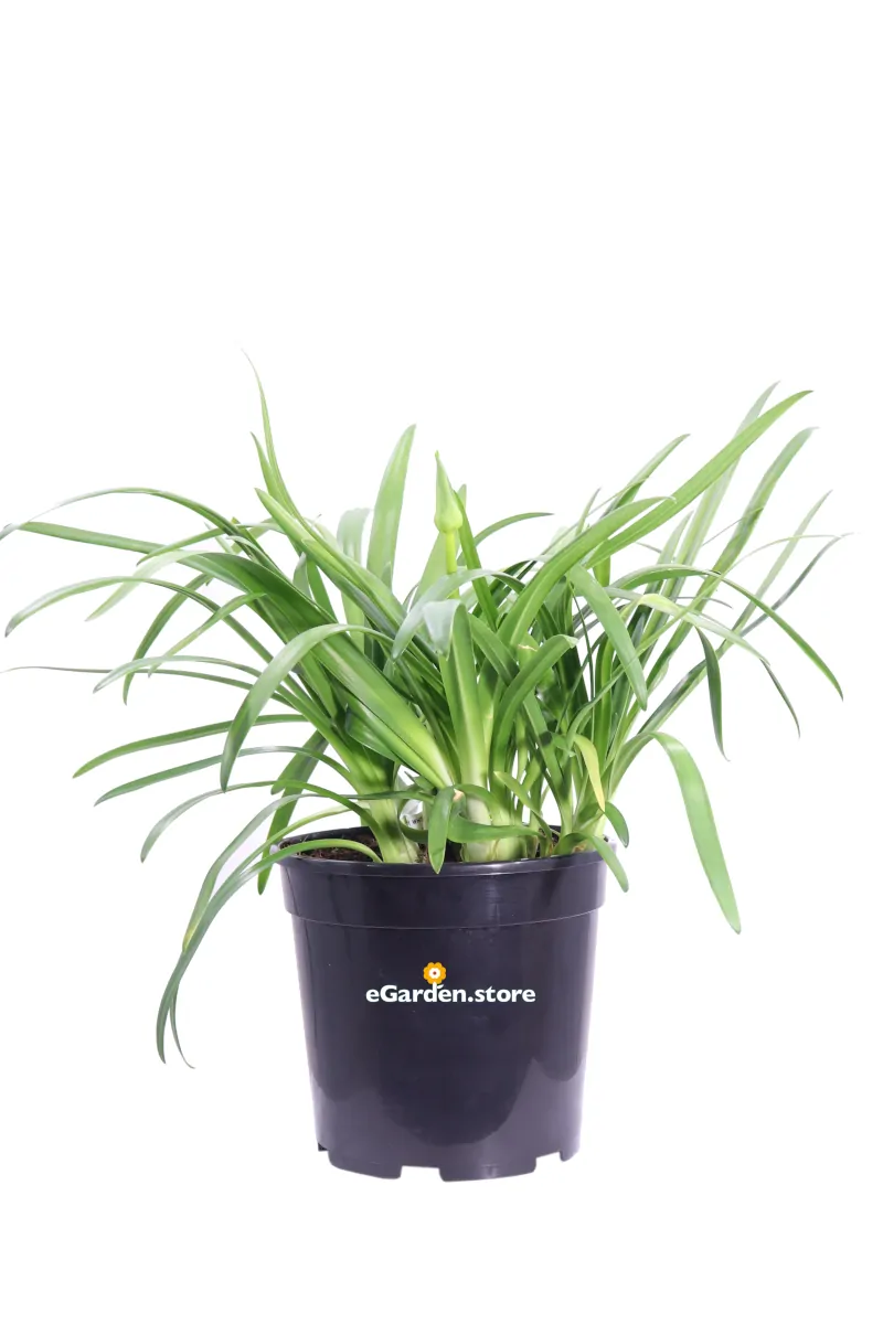 Agapanto - Agapanthus Africanus Ever White v24 egarden.store 1 Agapanto - Agapanthus Africanus Ever White v24 egarden.store online