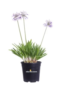 Agapanto - Agapanthus Africanus Fireworks v24 egarden.store online