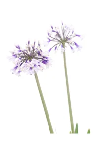 Agapanto - Agapanthus Africanus Fireworks v24 egarden.store online