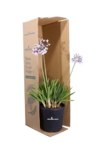 Agapanto - Agapanthus Africanus Fireworks