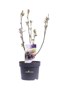 Aronia Prunifolia Hugin v19 egarden.store online