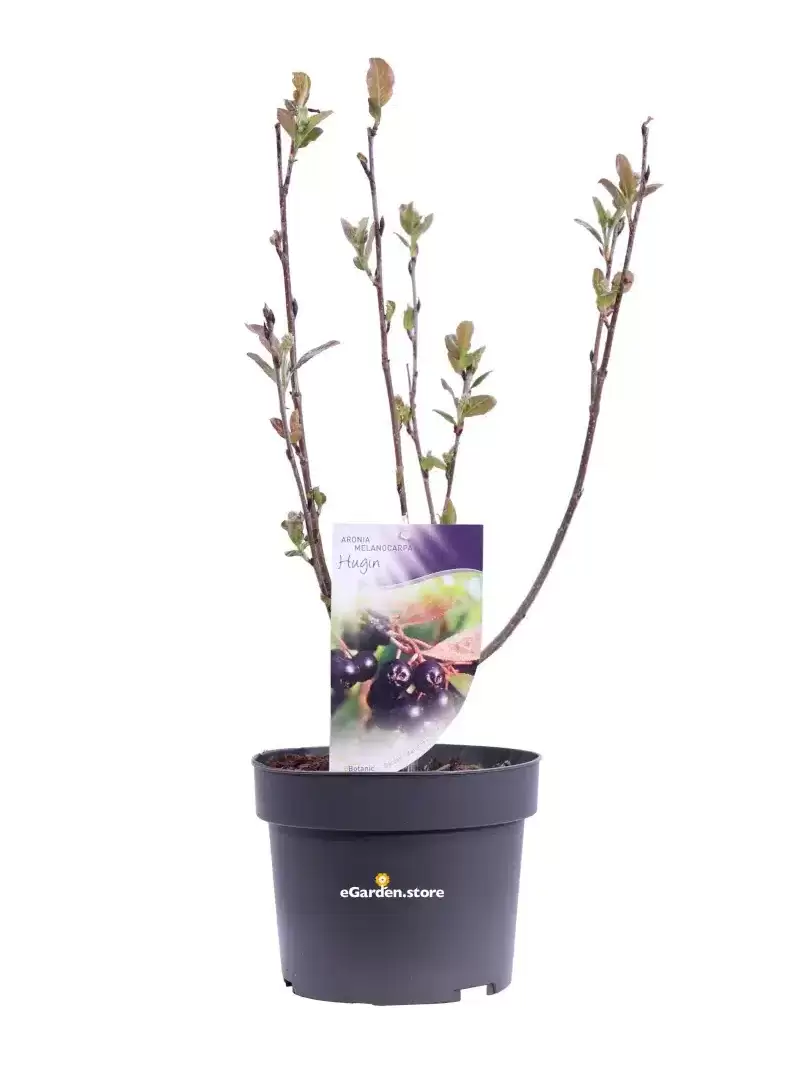 Aronia Prunifolia Hugin v19 egarden.store online