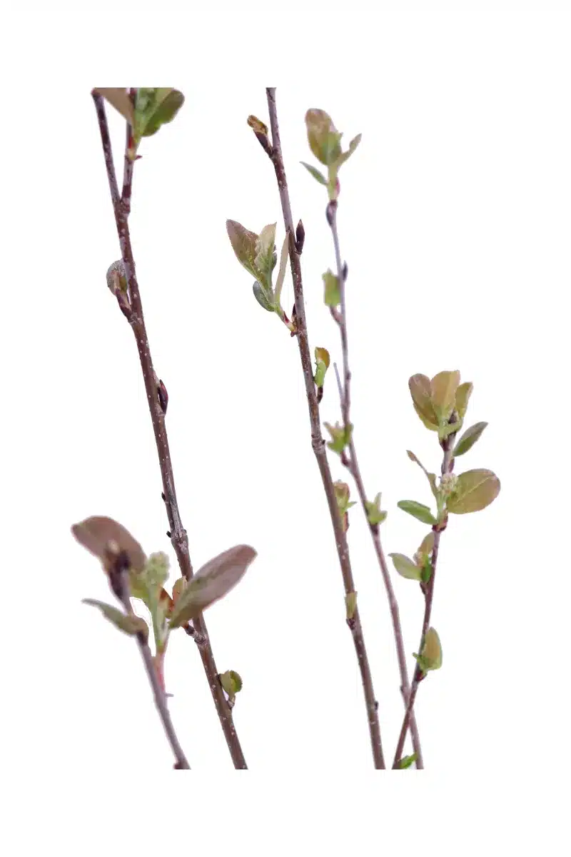Aronia Prunifolia Hugin v19 egarden.store online