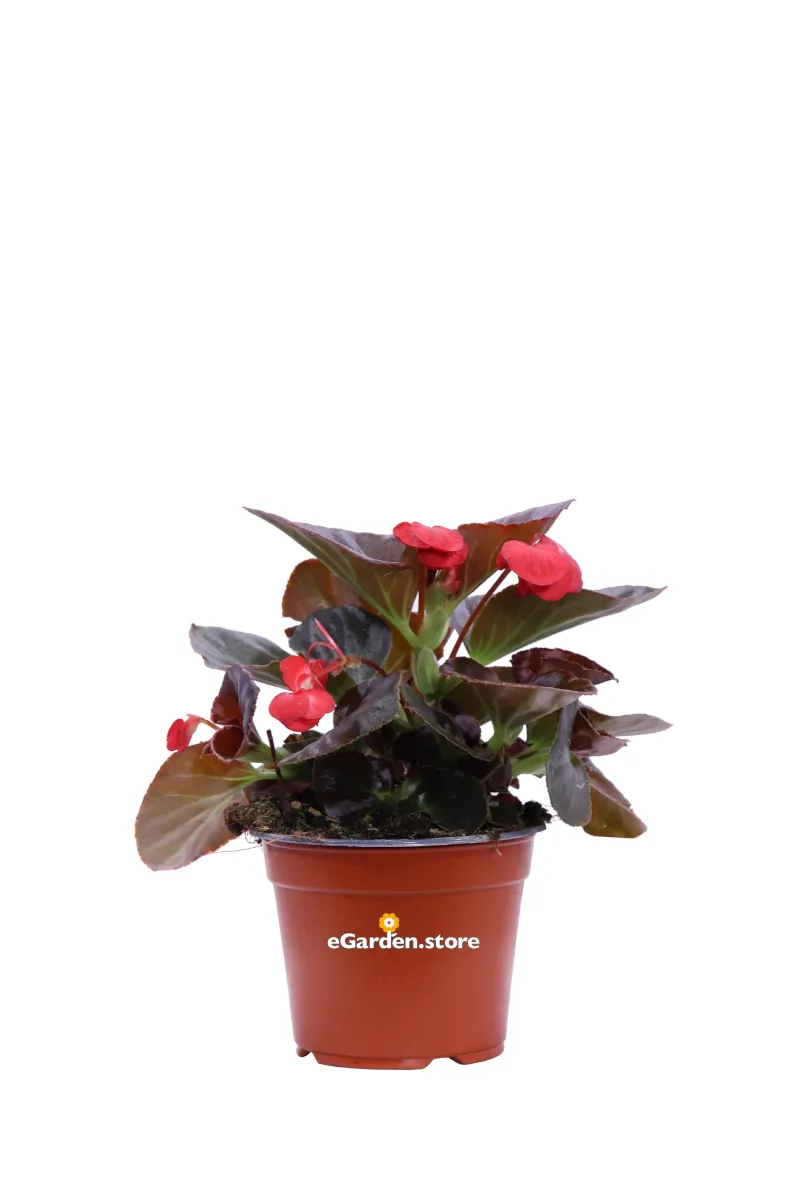 Begonia Semperflorens Foglia Scura Rossa v.14 egarden.store online
