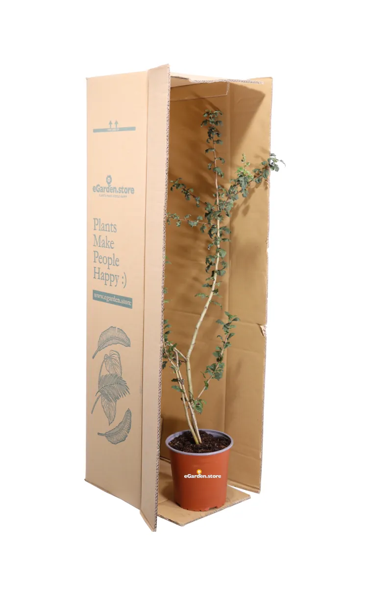 Biancospino Comune - Crataegus Monogyna v17 egarden.store online