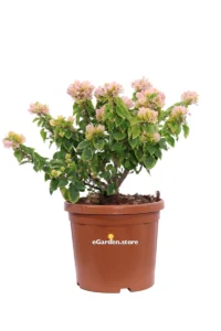 Bougainvillea Mini-Thai Gialla v.25 egarden.store online