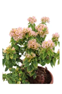 Bougainvillea Mini-Thai Gialla v.25 egarden.store online