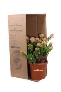 Bougainvillea Mini-Thai Gialla v.25 egarden.store online