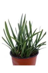 Cyrtanthus Elatus v17 egarden.store online