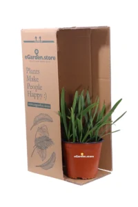 Cyrtanthus Elatus v17 egarden.store online