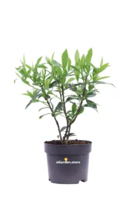 Daphne Odora Perfume Princess