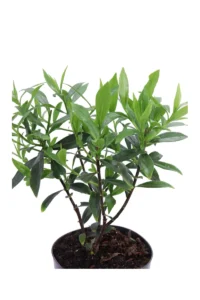 Daphne Odora Perfume Princess v17 egarden.store online