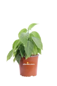 Datura Arborea Gialla v17 egarden.store online