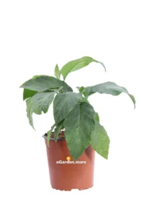 Datura Arborea Rosa v17 egarden.store online