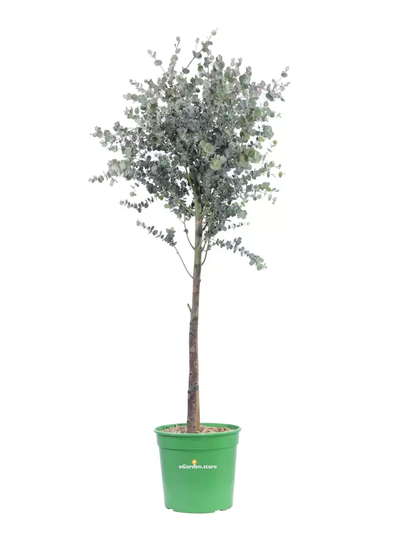 Eucalipto - Eucalyptus Gunnii Azura Alberello v21 egarden.store online