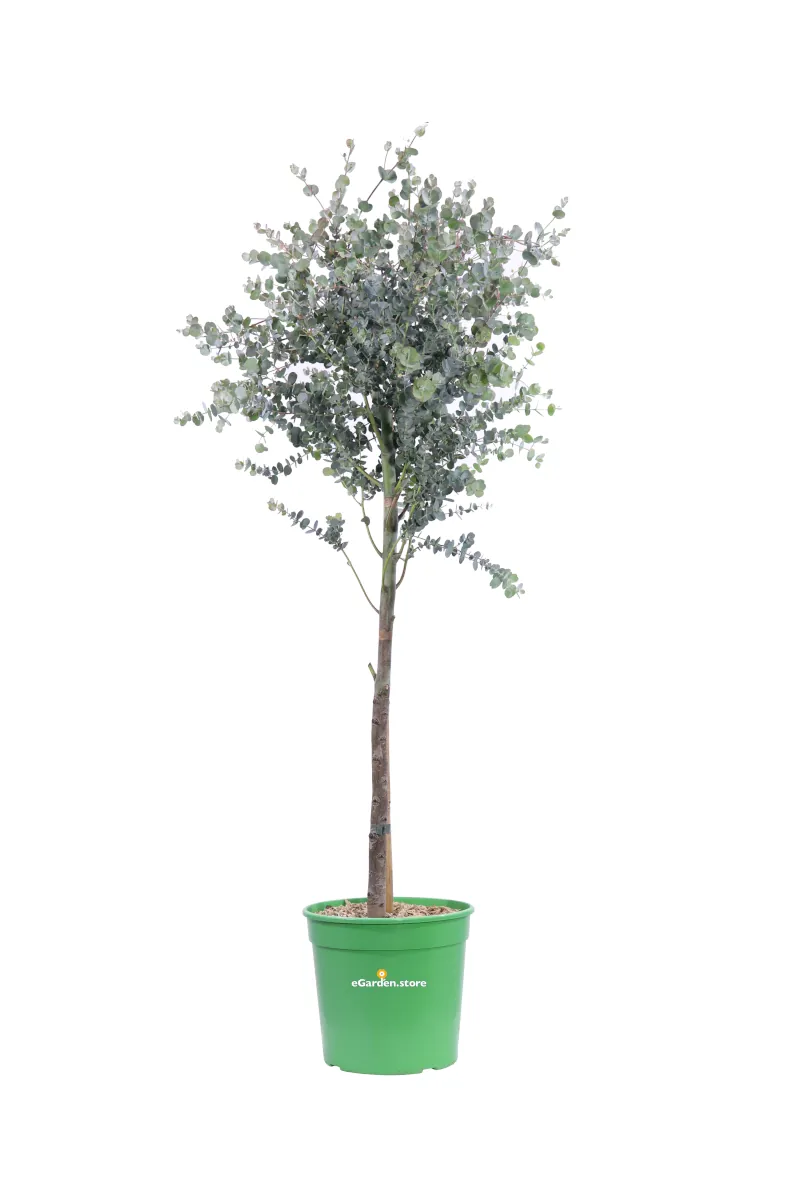 Eucalipto - Eucalyptus Gunnii Azura Alberello v21 egarden.store online