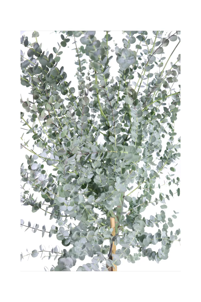 Eucalipto - Eucalyptus Gunnii Azura Alberello v24 egarden.store 2 Eucalipto - Eucalyptus Gunnii Azura Alberello v24 egarden.store online
