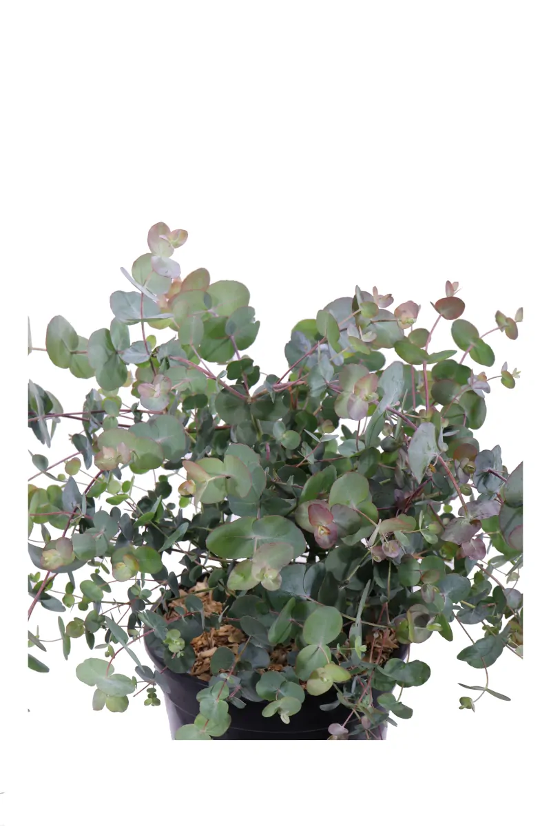 Eucalipto - Eucalyptus Gunnii Fresh Louis v24 egarden.store online