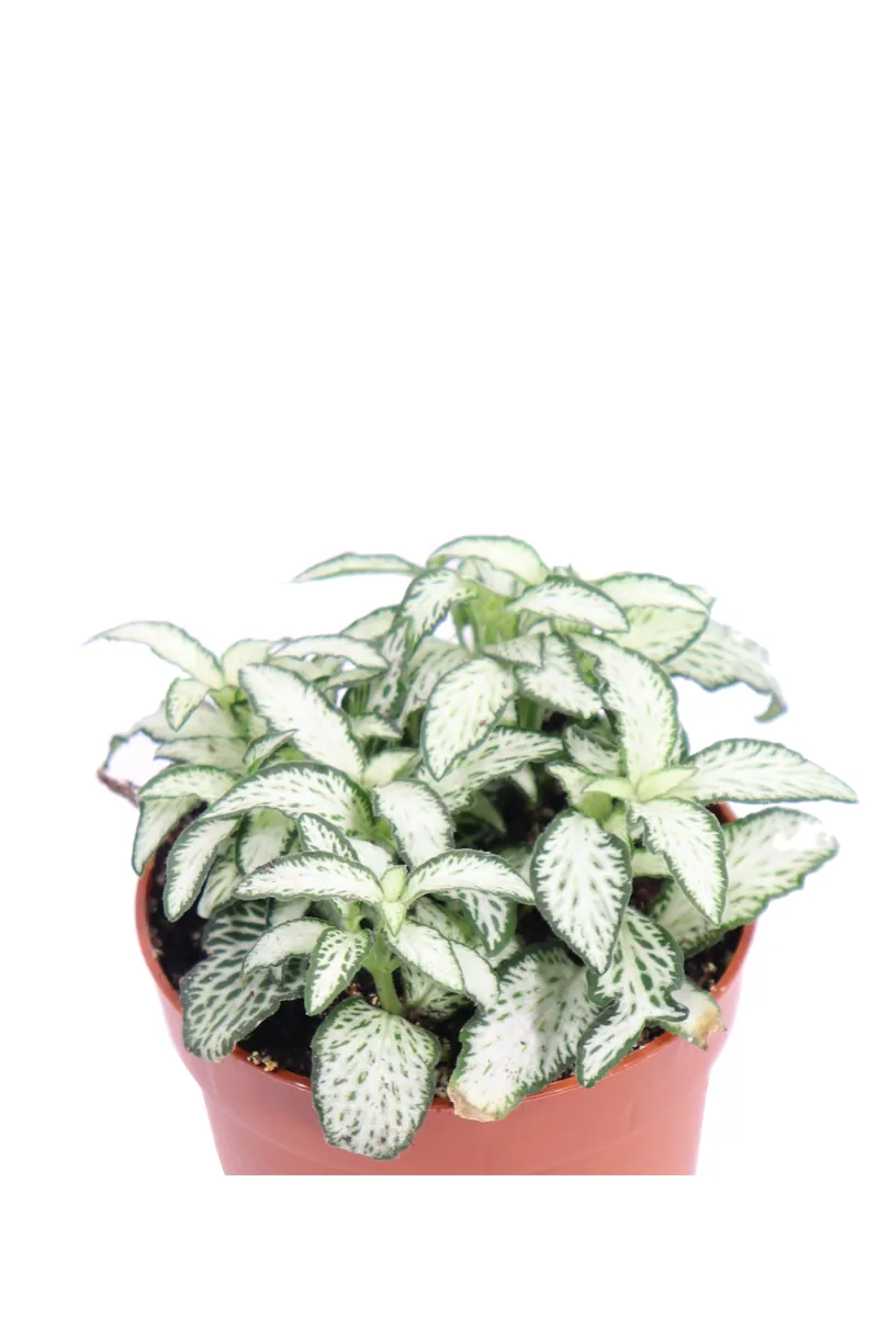 Fittonia Mosaic White Forest Flame v8 egarden.store online