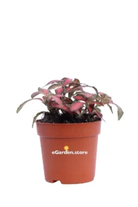 Fittonia Verschaffeltii Forest Flame v8 egarden.store online