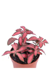 Fittonia Verschaffeltii Forest Flame v8 egarden.store online