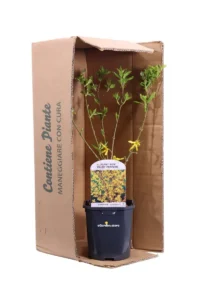 Forsizia - Forsythia X Intermedia Goldrausch v17 egarden.store online