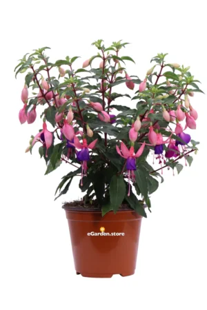 Fuchsia Rosa-Viola v.14 egarden.store online