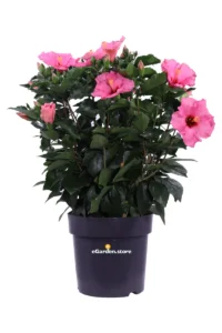 Hibiscus Rosa Sinensis Graff Rosa v27 egarden.store online