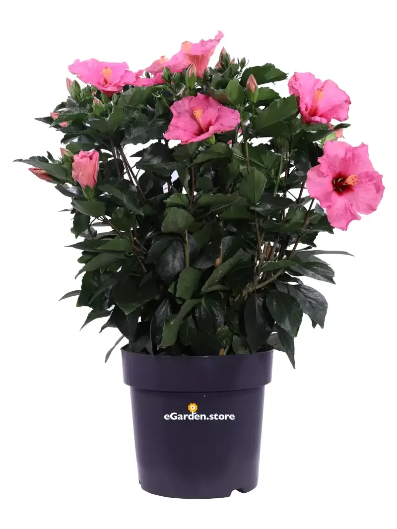Hibiscus Rosa Sinensis Graff Rosa v27 egarden.store online