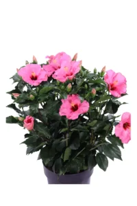 Hibiscus Rosa Sinensis Graff Rosa v27 egarden.store online