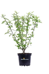 Ibisco Cinese - Hibiscus Syriacus Leopoldii v.19 egarden.store online