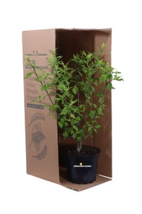 Ibisco Cinese - Hibiscus Syriacus Leopoldii v.19 egarden.store online