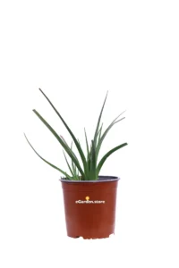 Kniphofia Uvaria Grandiflora v.17 egarden.store online