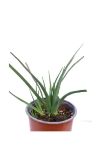 Kniphofia Uvaria Grandiflora v.17 egarden.store online