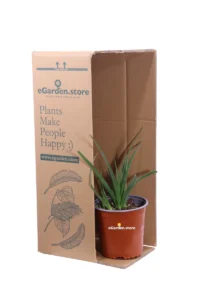 Kniphofia Uvaria Grandiflora v.17 egarden.store online