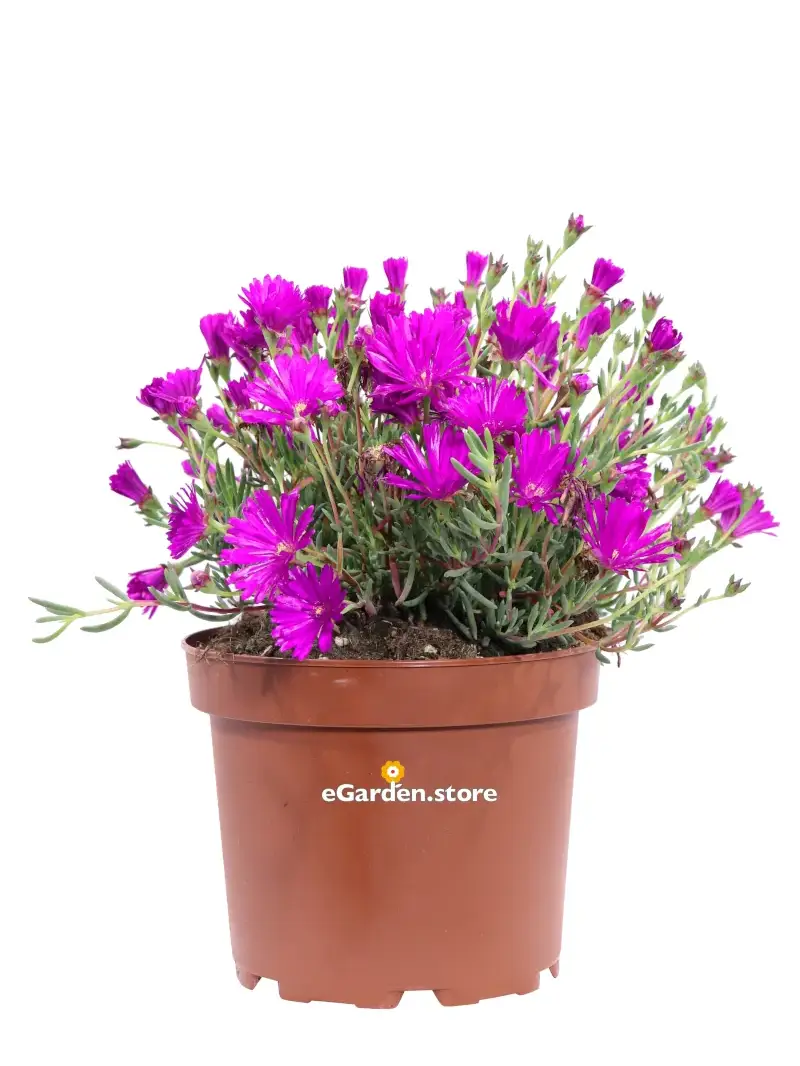 Lampranthus Productus Purple v.22 egarden.store online